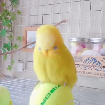 Lovebird playing tennis ball, amazing sight