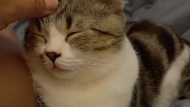 Adorable cat "Getting my daily head massage every night. Bliss.”