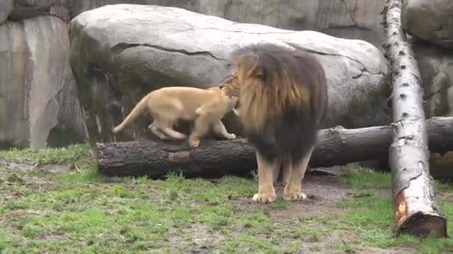 Lion cubs meet dad