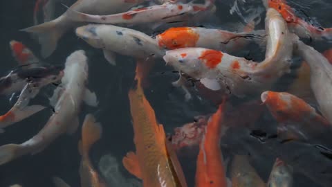 Beautiful koi fish