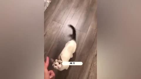 Funny cat reaction🤣