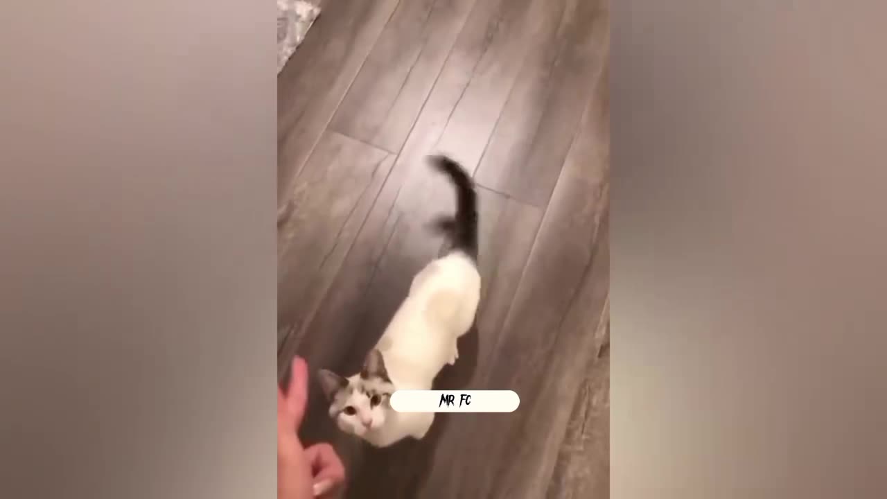 Funny cat reaction🤣