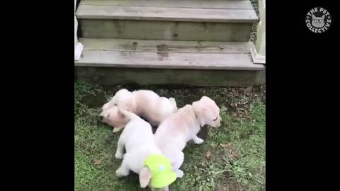 Try Not To Laugh - Funny Pet Video Compilation - The Pet Collective