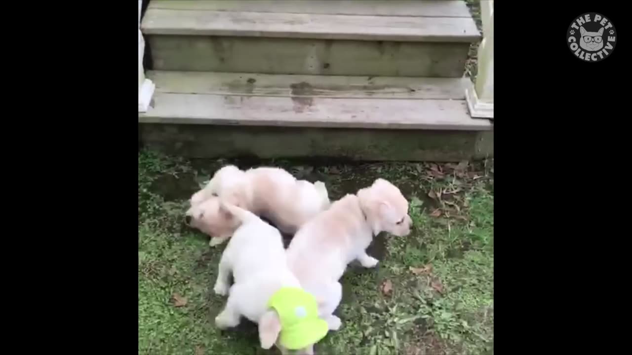 Try Not To Laugh - Funny Pet Video Compilation - The Pet Collective