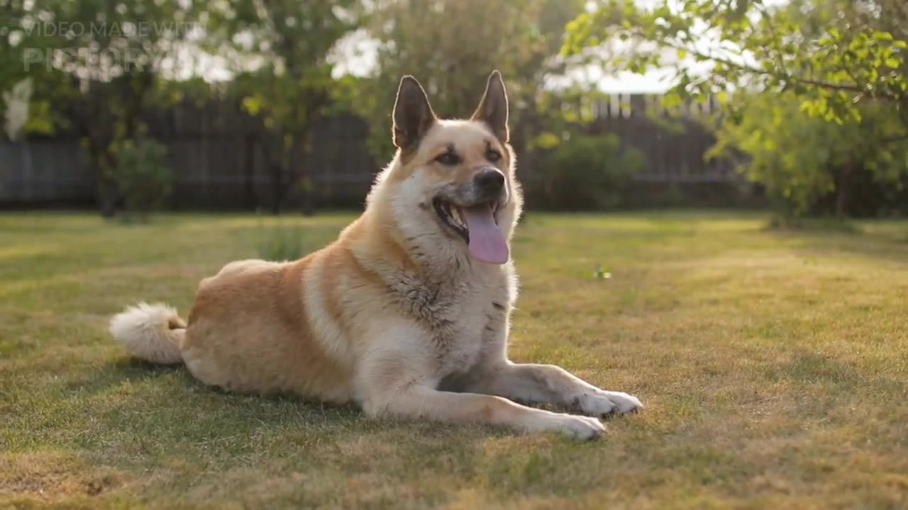 Cute baby dog video. Cute puppies dog.