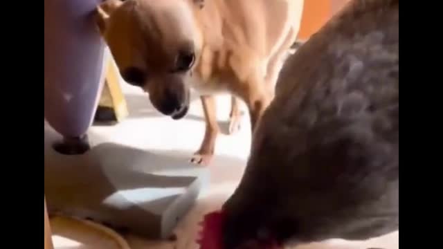 A hen and a dog fighting over the food