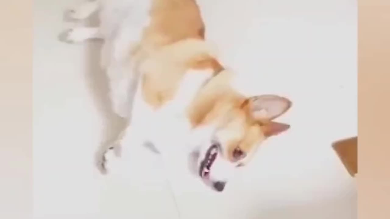 Cute dog funny video