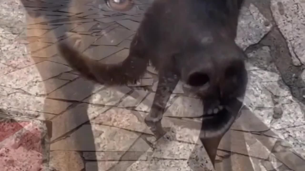 Dogs | Intelligent Dog | Helping Dog | Funny Video