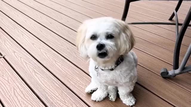 The most normal dog in Ohio