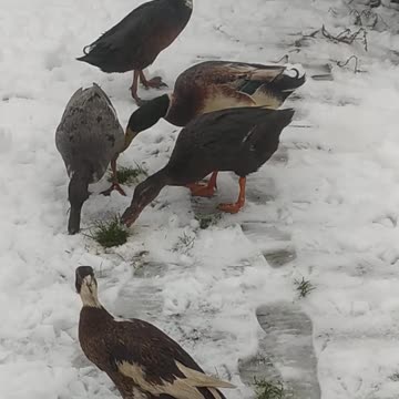 Christmas in Poland, snow fell in the south, ducks live.