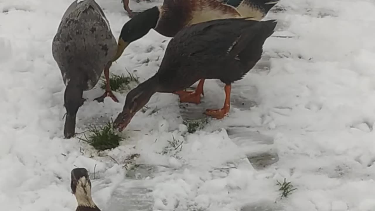 Christmas in Poland, snow fell in the south, ducks live.