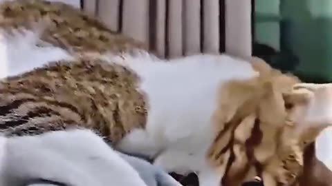 Funny Animal Video