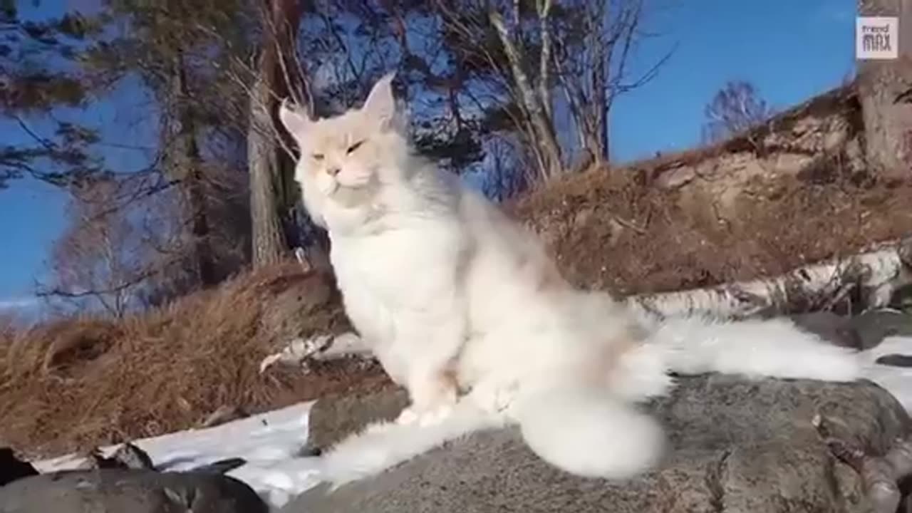 The BIGGEST MAINE COON CATS in The World.