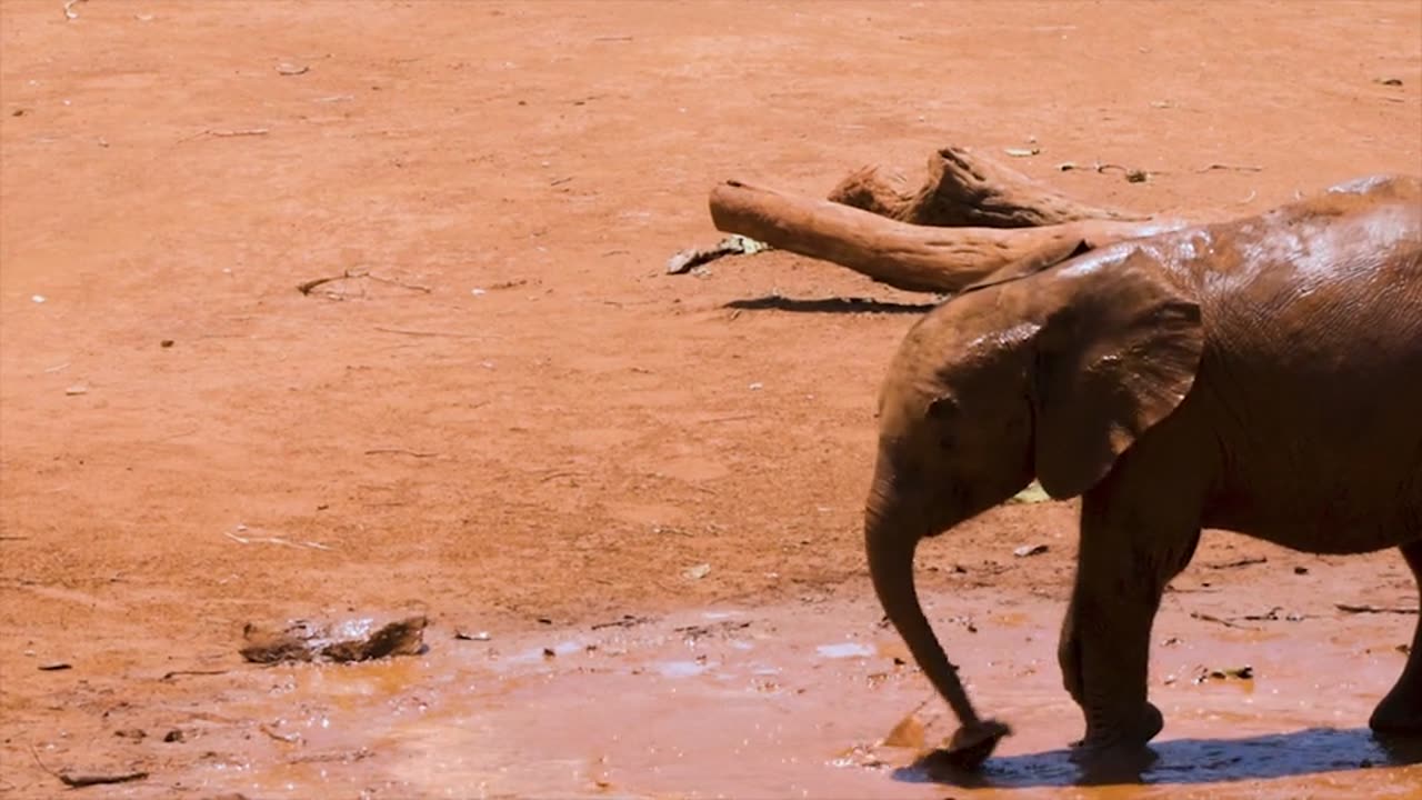 elephants are playing in Mud for covering from sun heat #2023 #animals #thenaturallifestyles