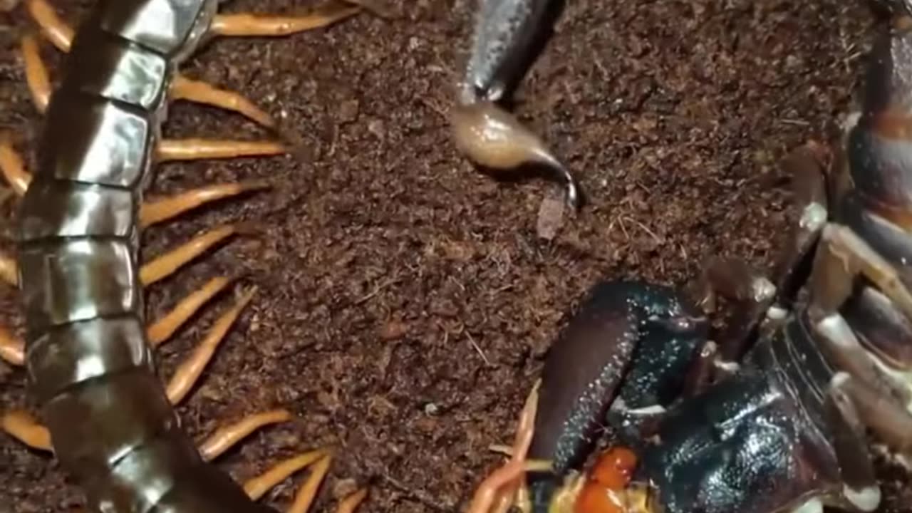 Scorpion vs centipede fight