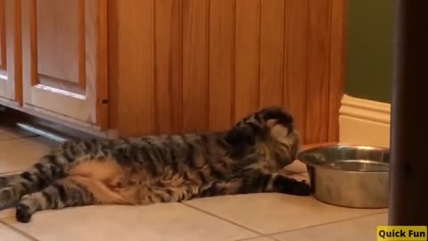 Dogs and Cats Very Funny Videos