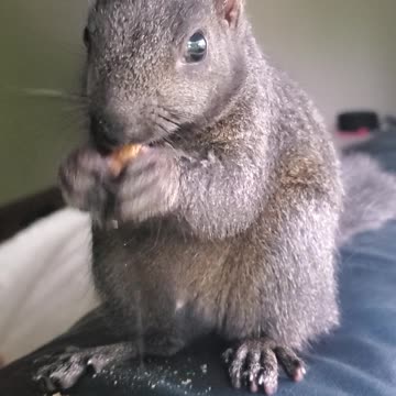 Watch Theo the squirrel eat my dogs food 🐿