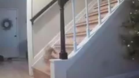 I think my dog just died