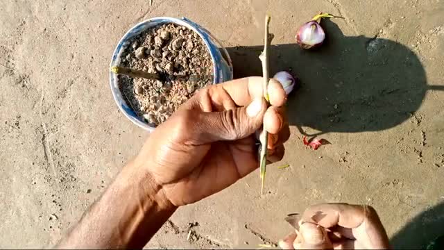 Layering on Grapefruit Tree//jamfura tree from//Natural tree preparation