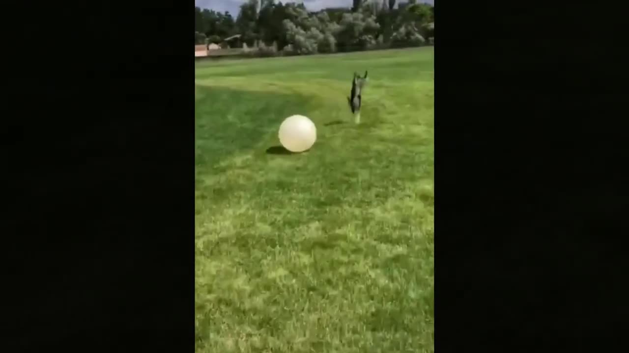 Funny animal video