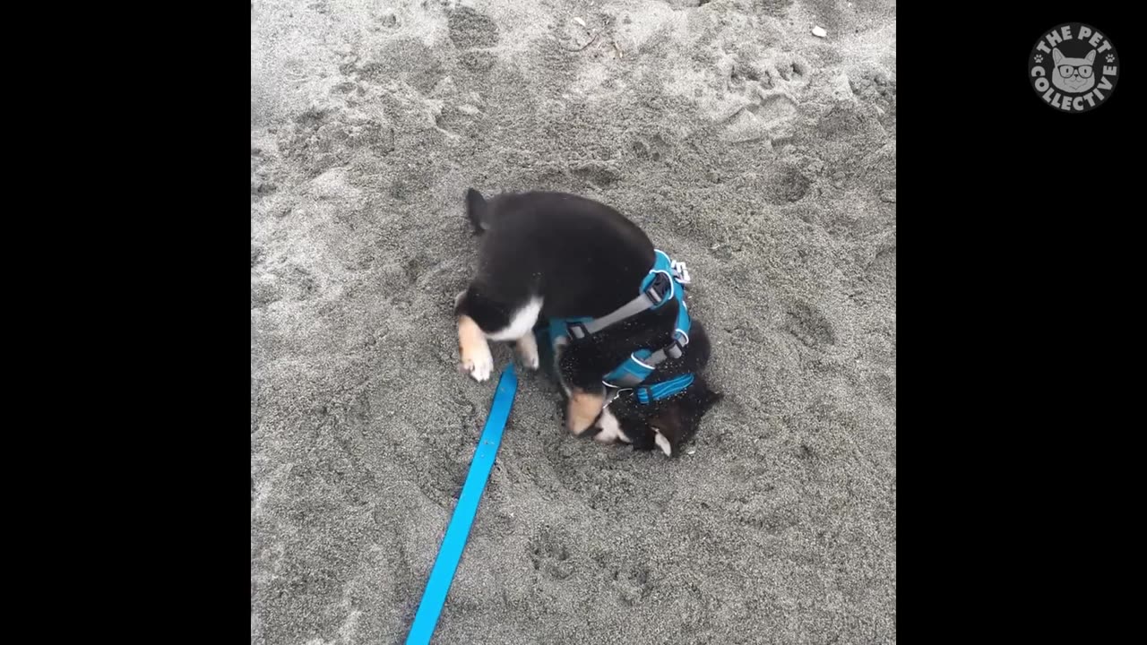 Try Not To Laugh _ Funny Pet Video Compilation 2023