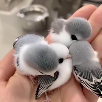 Cute or not, like it or not