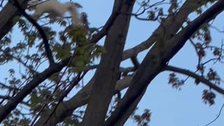 Rare White Squirrel Chased by Bird