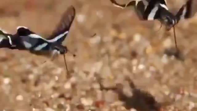 Borboleta cauda de dragão verde