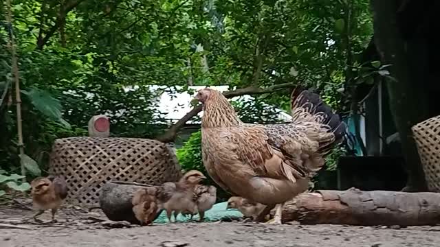 The chicken is a beautiful moment to feed her kids.