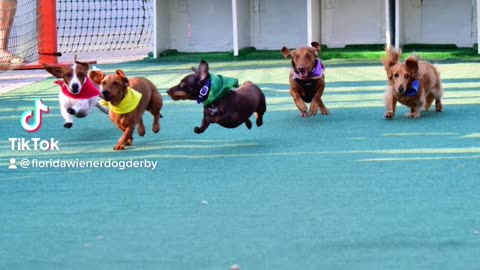 Florida wiener dog derby . Com