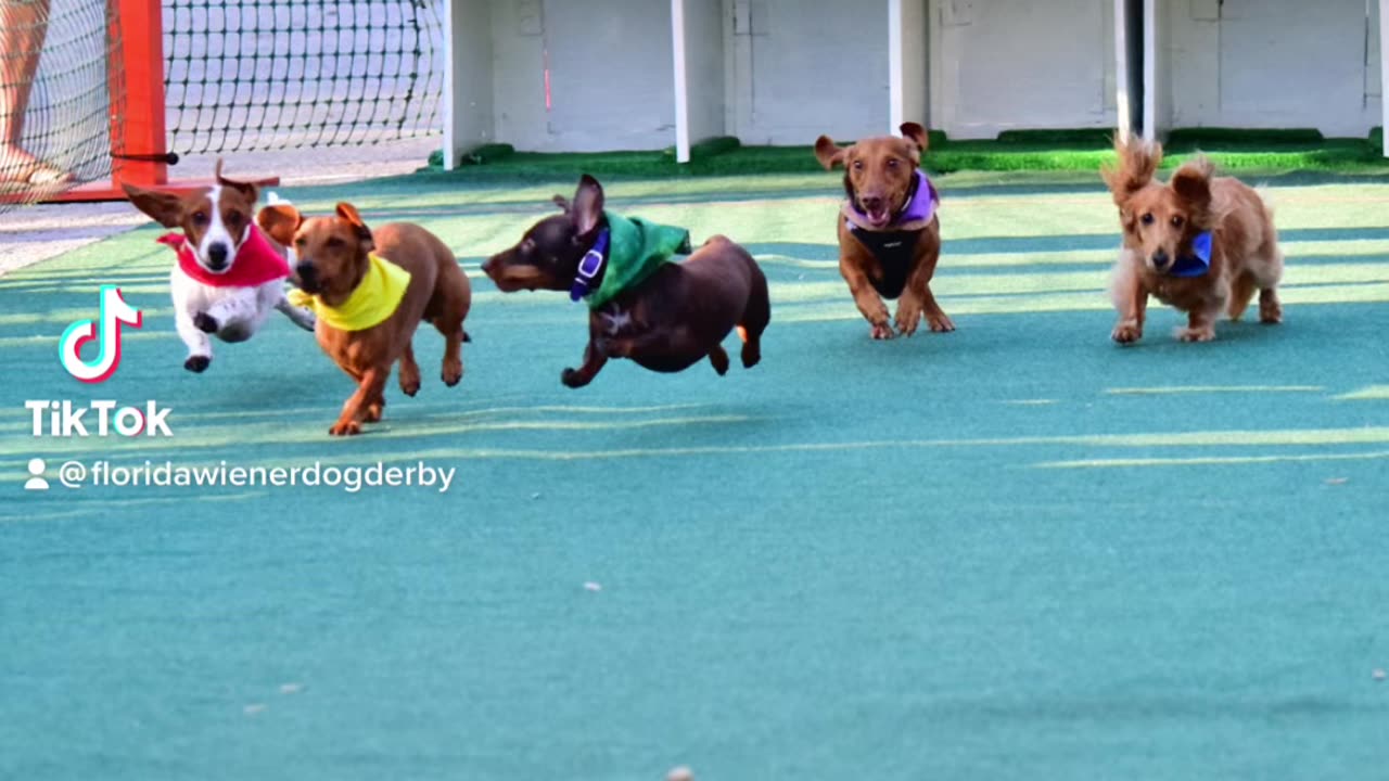 Florida wiener dog derby . Com