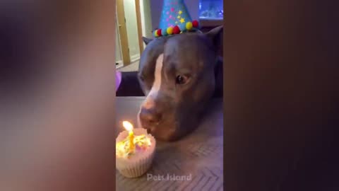 Funniest Animals