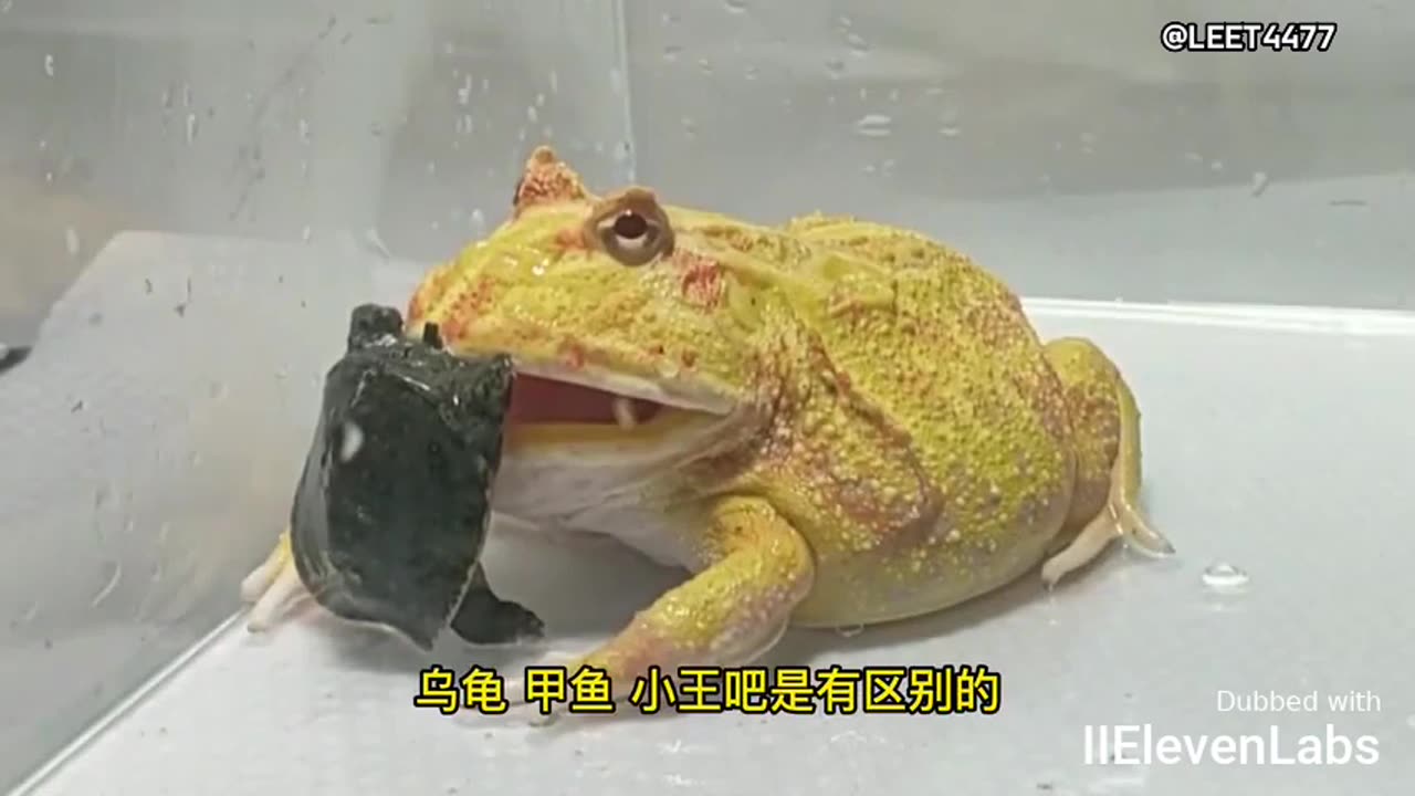 Animal World Funny English Voiceover Frog He bit my upper jaw in one go!