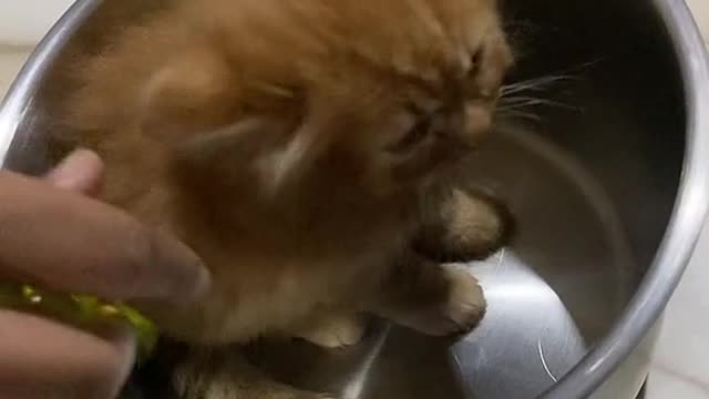 Funny cat cooking Video