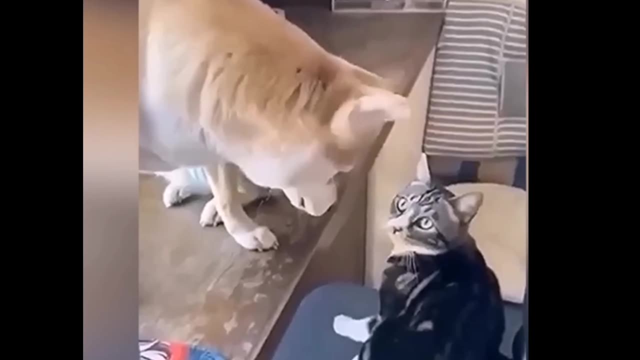 Funny video of cats and Dogs