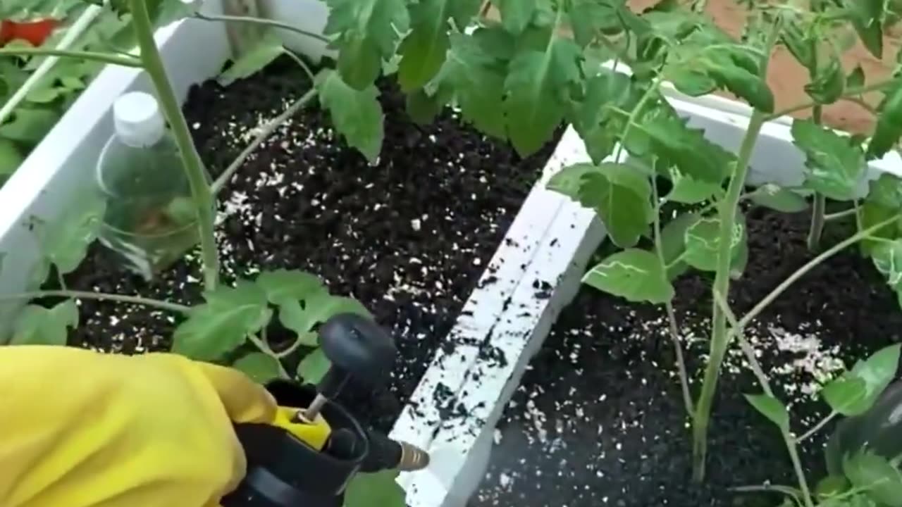 Cherry tomatoes are nutritious at home, good for health