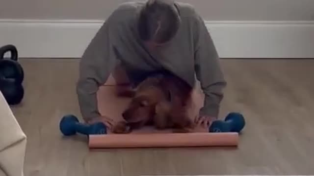 Dog Interrupts Owner While She Attempts to Workout on Mat
