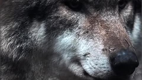 Wolves are beautiful animals