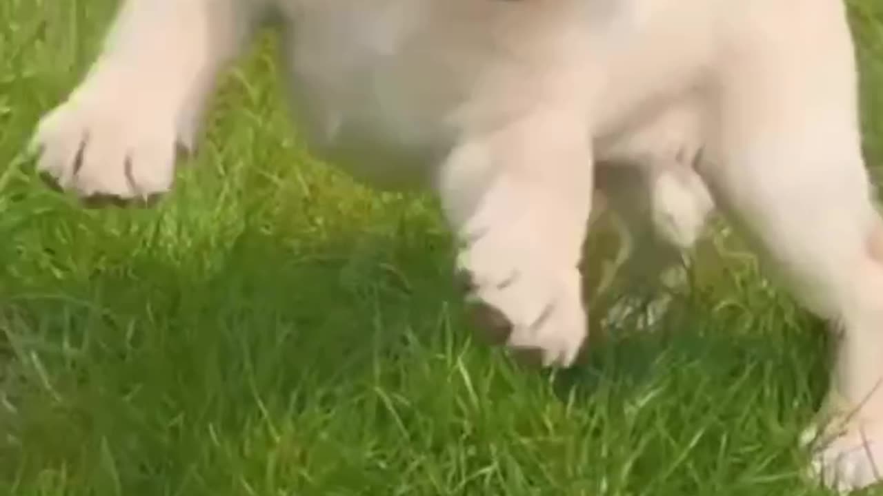 7 FACTS ABOUT PETS YOU MIGHT DONT KNOW 🐕 MUST WATCH 💯