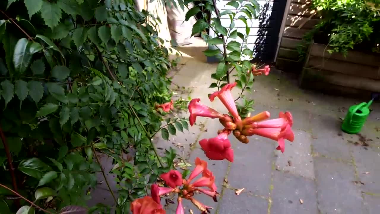 Styxhexenhammer666 DUTCH garden Update 8/14/2021