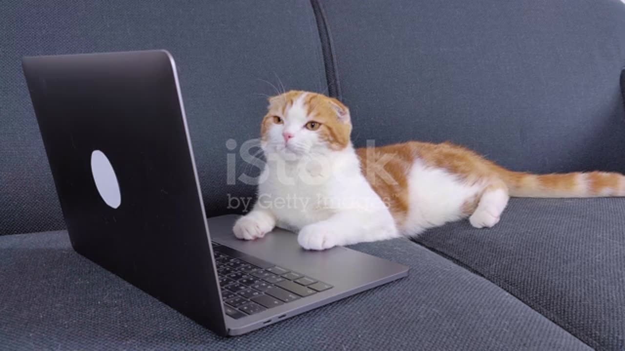 Scottish Fold cat is watching laptop.