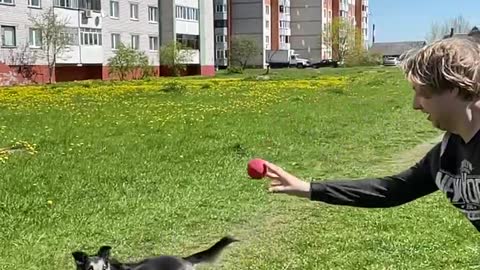 Dog flies after the ball