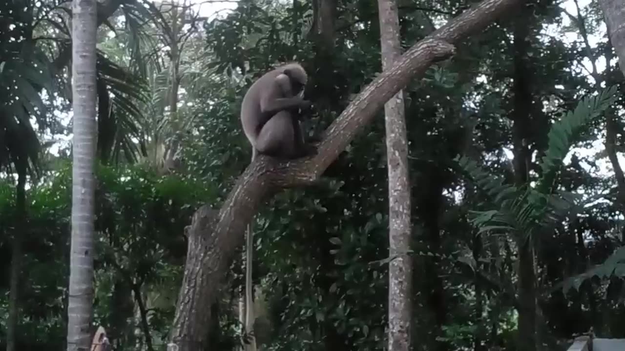 Banana is given to monkey