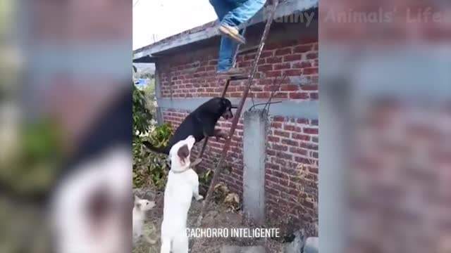 Best Funny Animal Videos 2022 Funniest Dogs And Cats Videos _1080p