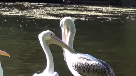 Pelican vs. Pigeon - St. James Park