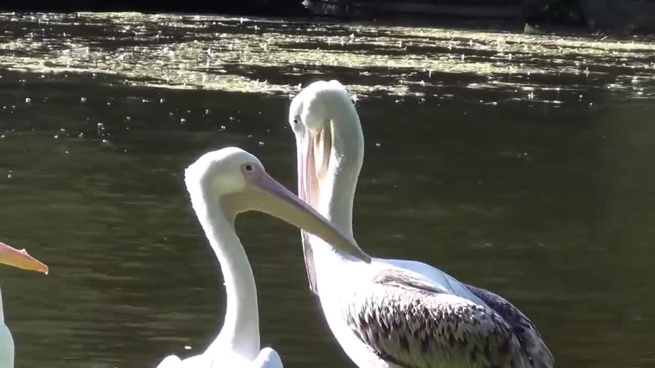 Pelican vs. Pigeon - St. James Park