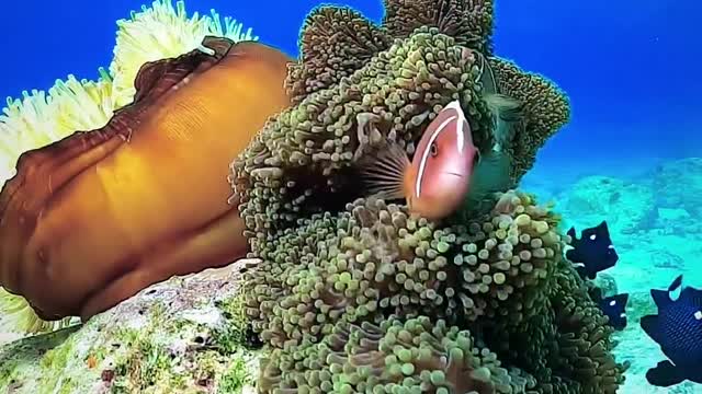 Amazing Nature Ocean