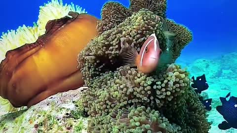 Amazing Nature Ocean