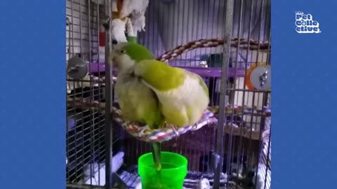 The FUNNIEST Parrots 🦜 🤣 Best Compilation