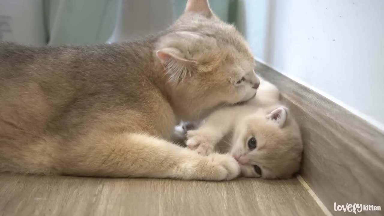 Mom cat playing with new born baby